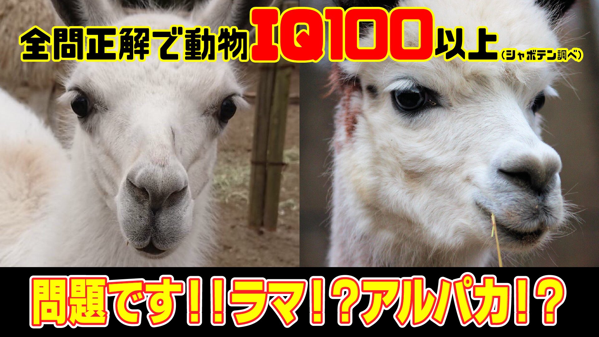 伊豆シャボテン動物公園公式ツイッター 唐突ですが問題です 目の前にラマとアルパカを瞬時に見分けて下さい T Co Lqqvqmghj7 これが正解できたら動物iq100以上 シャボテン調べ ちなみにこの絵文字はどちらでしょうか Iphone入力