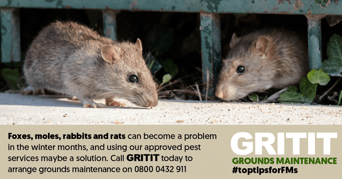 GRITIT's tweet photo. Foxes, moles, rabbits and rats can become a problem in the winter months and using our approved pest services maybe a solution. Call GRITIT today to arrange grounds maintenance on 0800 0432 911 #toptipsforFMs https://t.co/OQgIzzyNSw