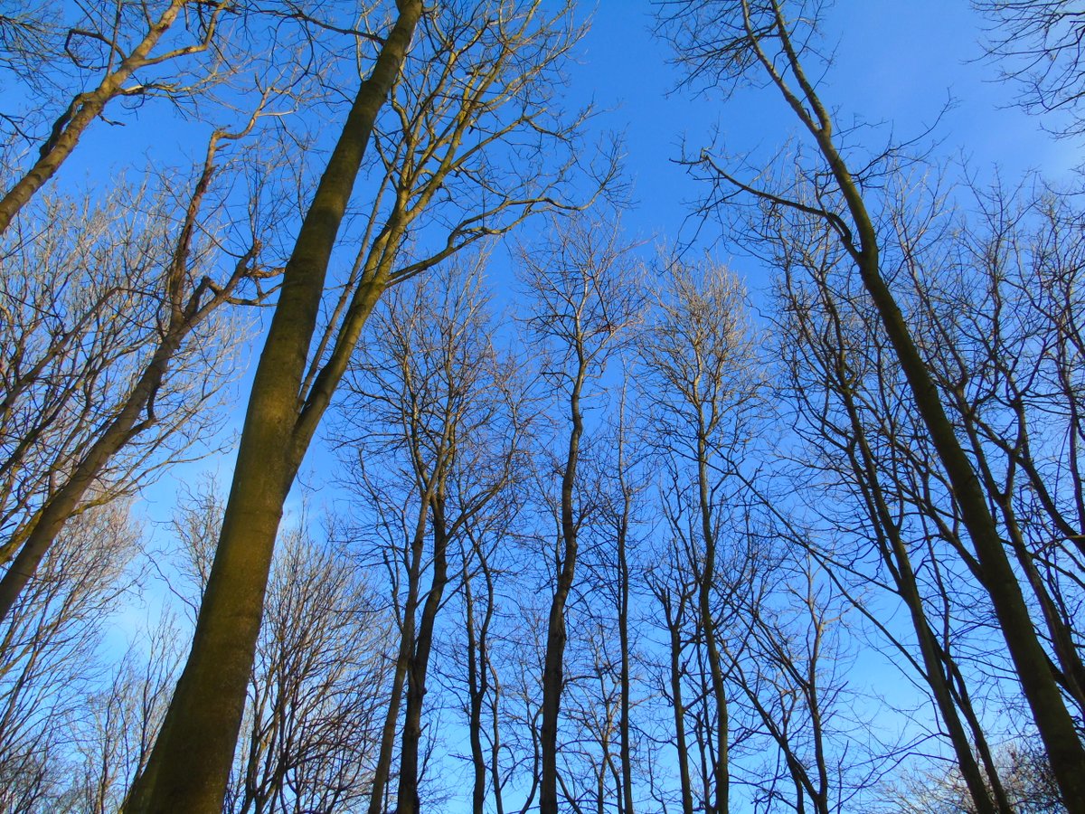 OareMarshes's tweet photo. This is #Woodpecker 'country'.There were no less than 4 #GSWoodpeckers 'hammering' in these trees yesterday. #OareGunpowderWorks. https://t.co/zbaAbwIHrA