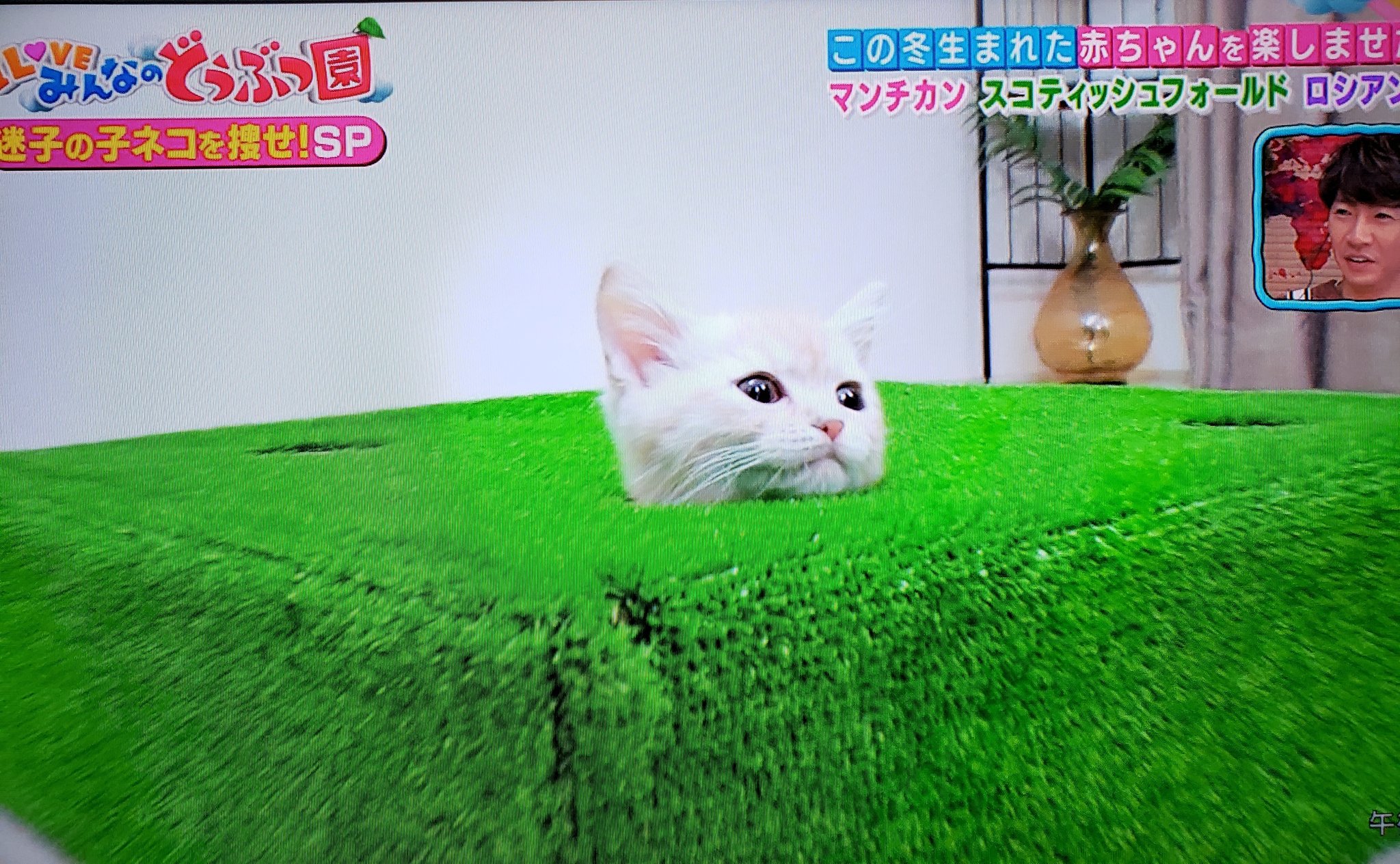みゆ 子猫可愛すぎるーーー 匂い嗅ぎたい マンチカンもスコティッシュフォールドもロシアンブルーも可愛い けどラグドールも可愛いよ うちはラグドールのタヌキ飼ってます みんなのどうぶつ園 猫 T Co Xrqnqdvq5y Twitter
