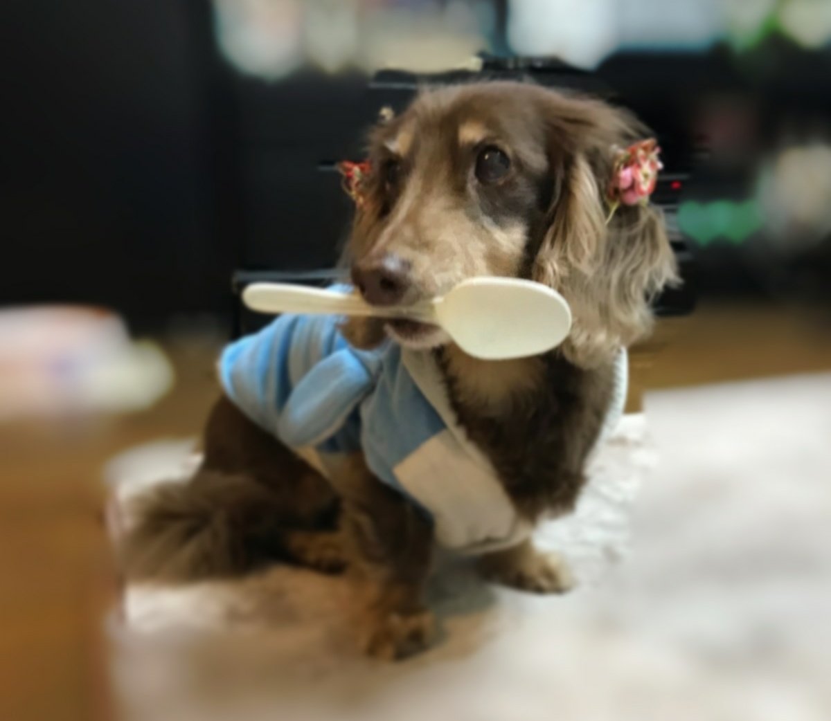 あざと犬 あざと犬
