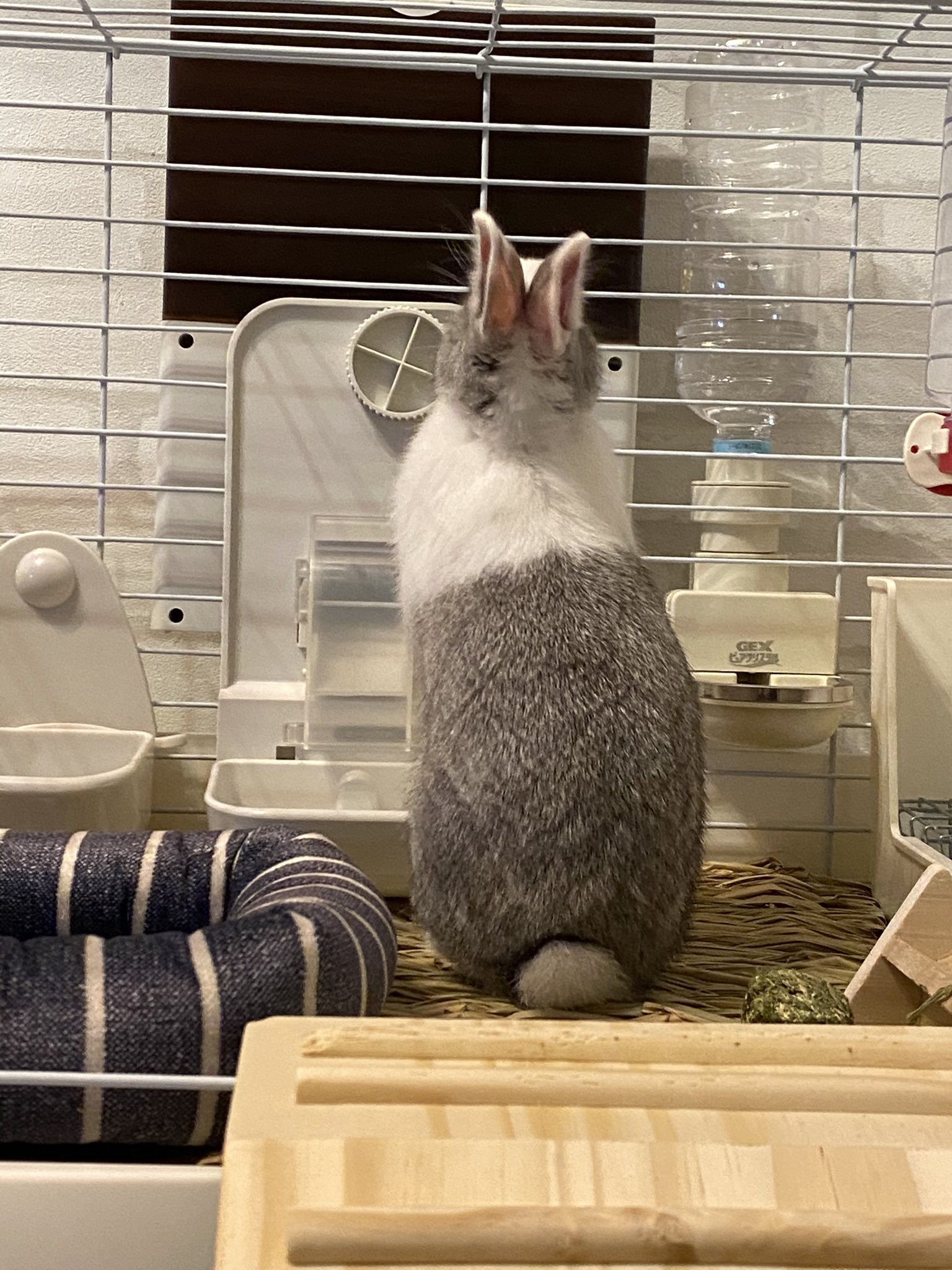 C ご飯の時間待ち オートフィーダー 待ってるくせに 出てくる時ビビる うさぎ うさぎのいる暮らし うさぎ好きさんと繋がりたい ミニウサギ とらちゃん T Co Mniqchs08y Twitter