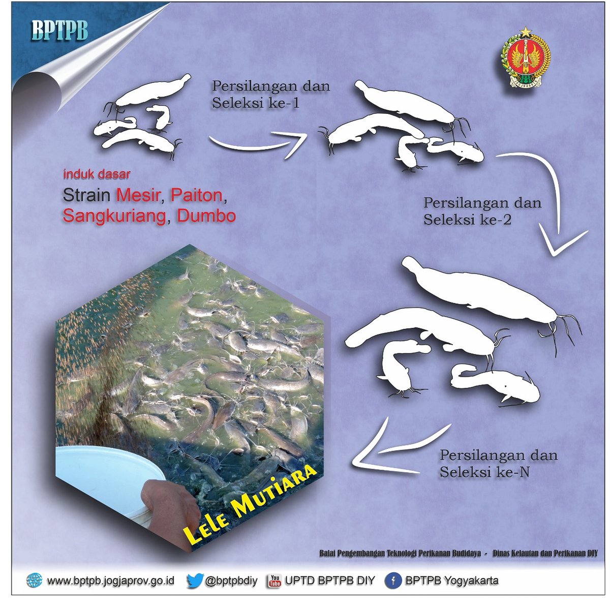 bptpbdiy's tweet photo. Lele mutiara merupakan persilangan strain ikan lele Mesir, Paiton, Sangkuriang dan Dumbo yang diseleksi selama 3 generasi pada karakter pertumbuhan. Ikan lele mutiara ini dilepaskan ke masyarakat berdasarkan Surat Keputusan Menteri Kelautan dan Perikanan No. 77/KEPMEN-KP/2015. https://t.co/heybXxhOns