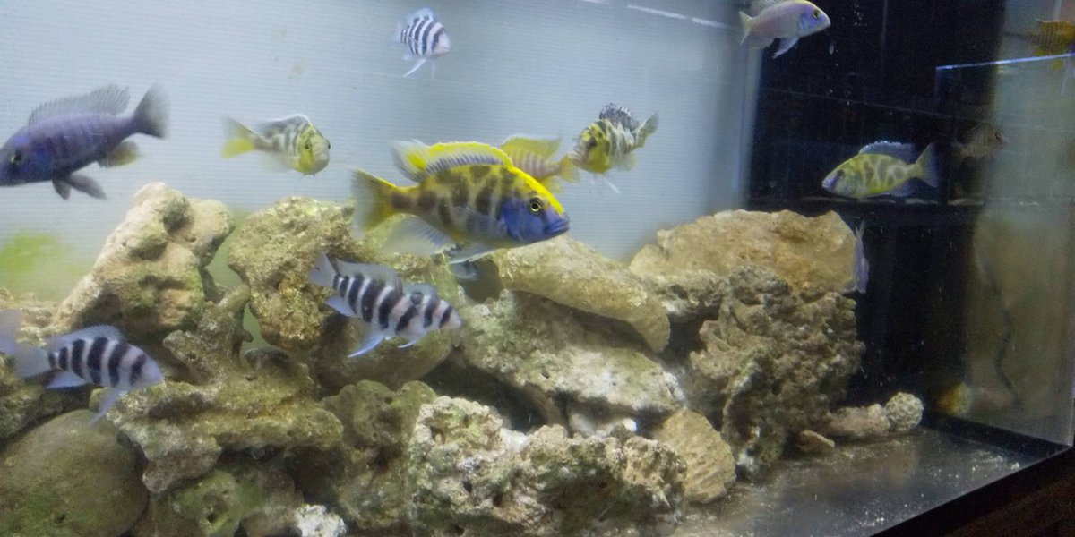 東京ペット貿易 株 アフリカンシクリッド 熱帯魚 東京ペット マナウス セルバス 足立区