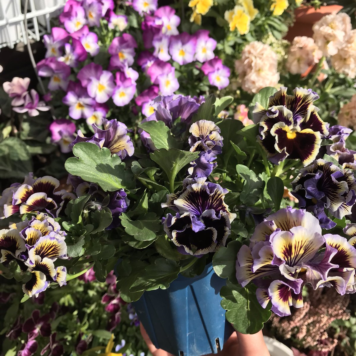 ビオラディージェイ