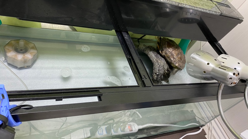 そらと亀吉 Sora Kamekichi 水中ポンプ エーハイム コンパクトオン 2100 50hz グランデ900のポンプと内径19mmのホースで繋げていますが ホースから若干水が溢れて垂れてくる音がうるさかったので 余ったホースを受け皿にしてます 排水側のホースは外 そらと亀吉 Sora Kamekichi 水中ポンプ エーハイム コンパクトオン 2100 50hz グランデ900のポンプと内径19mmのホースで繋げていますが ホースから若干水が溢れて垂れてくる音がうるさかったので 余ったホースを受け皿にしてます 排水側のホースは外