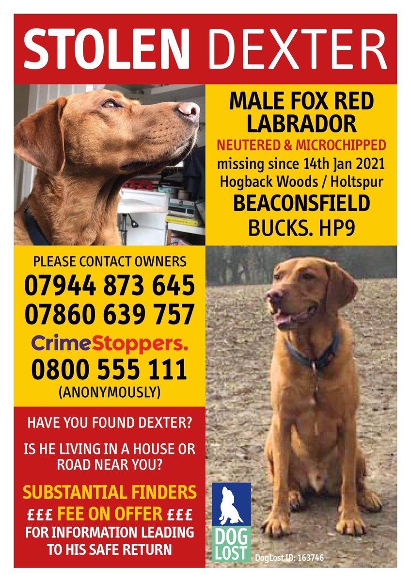 getdexterhome's tweet photo. TOMORROW #VALENTINESDAY MARKS ONE MONTH SINCE DEXTER WENT #MISSING FROM #HP9 AREA, #BUCKS 💥

HE IS A MALE #FOXREDLABRADOR BOTH #NEUTERED AND #MICROCHIPPED 

PLEASE HELP US. WE ARE ABSOLUTELY DEVASTATED AND OUR OTHER DOG IS NOT COPING WELL. PLEASE #RT #LIKE #SHARE https://t.co/sFcyzFADLu