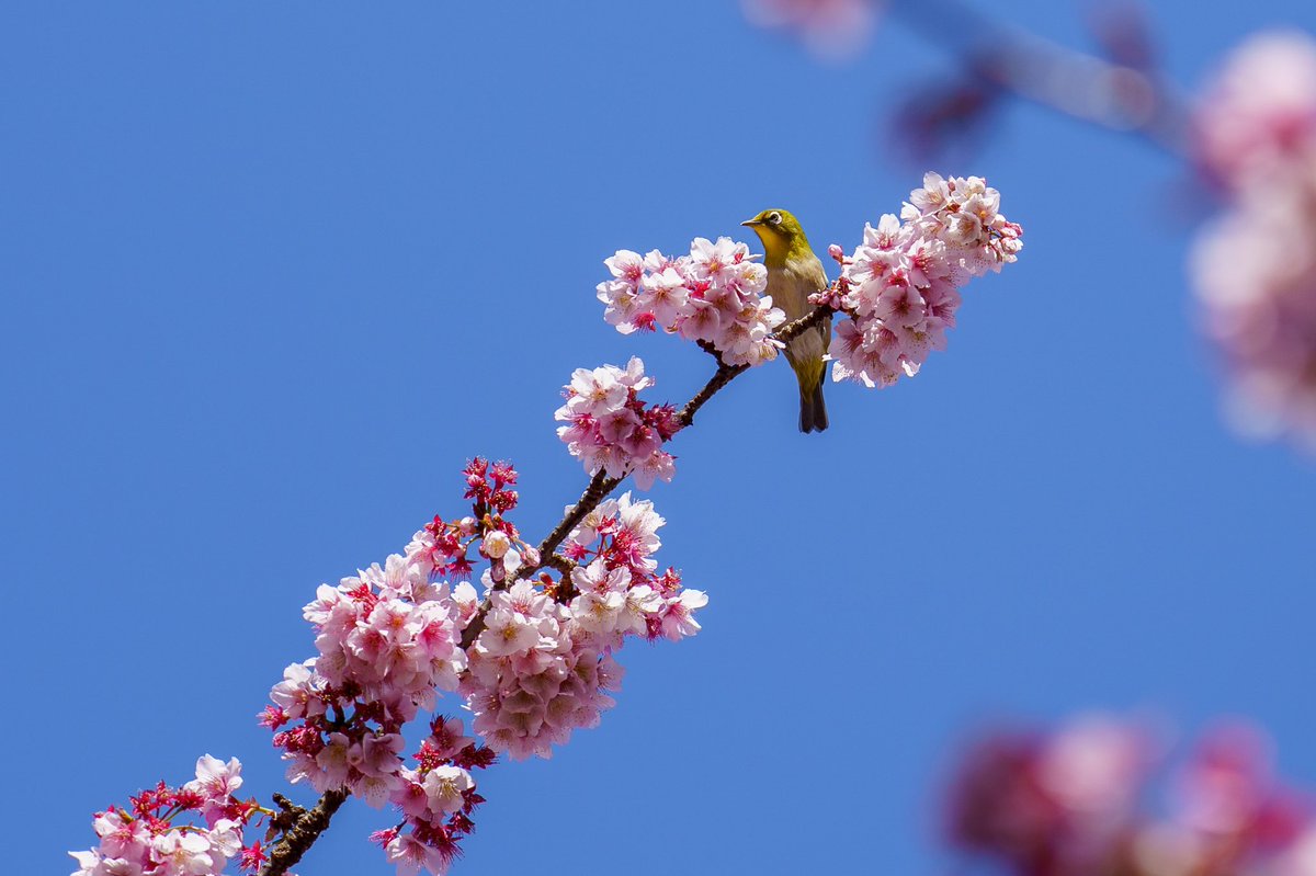 Ichiban_Japan's tweet photo. Le chant des cerisiers du mois de février 🌸 https://t.co/kMkr6AuC88