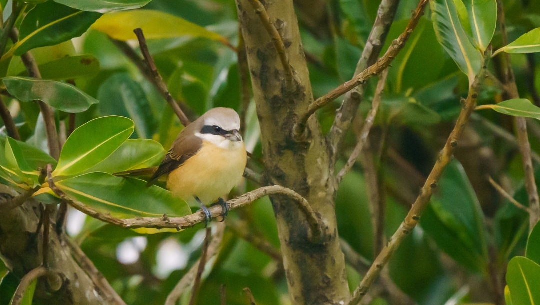 Looking at this patient Brown Shrike reminds us the time when we found a Loggerhead Shrike close by with @ funlimitqueensbirds during a field trip. 🥰

📸 for more, click buseyphotography.com/brown-shrike