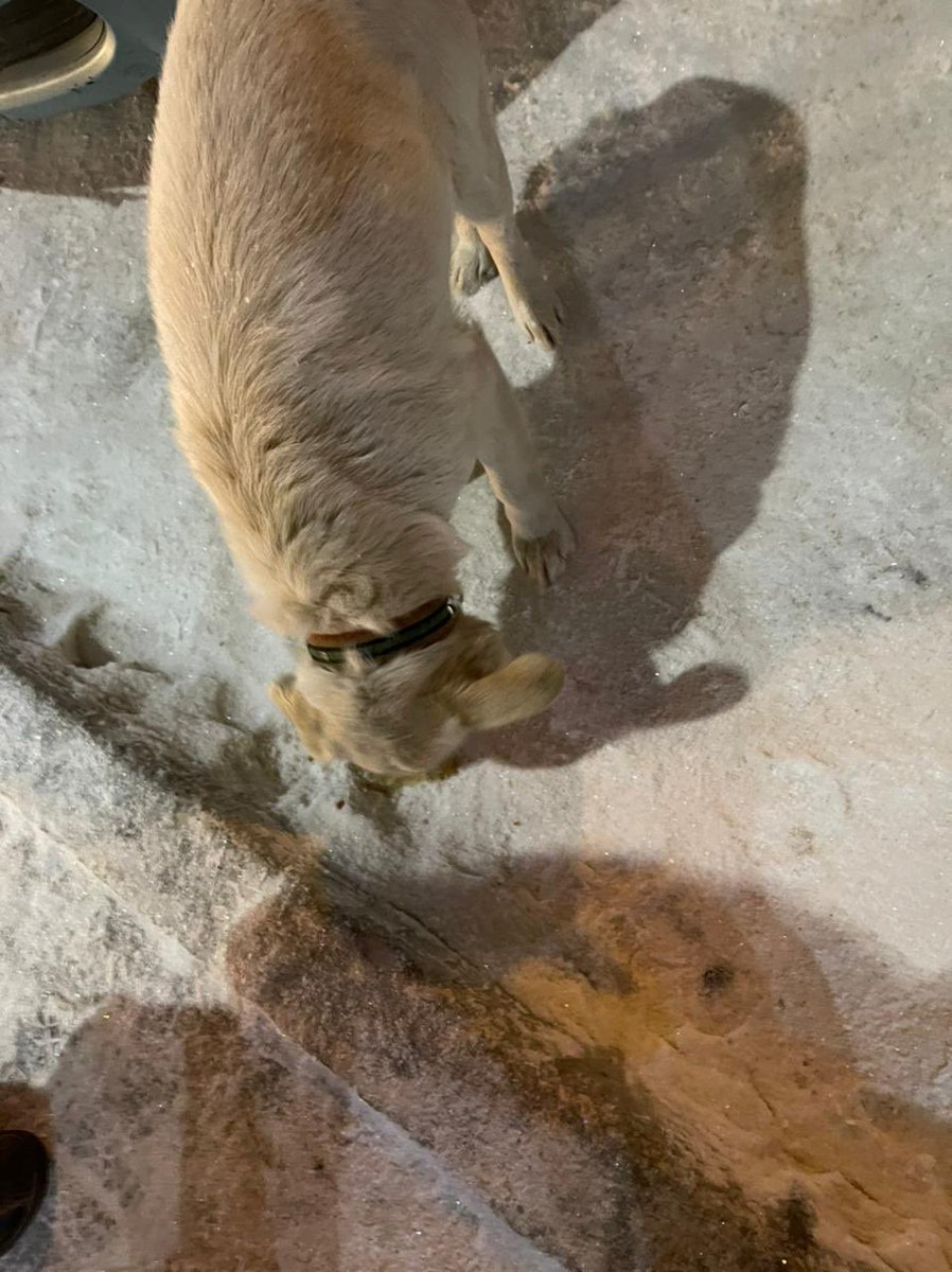ammosova_a's tweet photo. РЕБЯТ, кжс потеряшка🥺🤌🏻
Давайте ретвитнем, вдруг его хозяин здесь🥺
Тусуется возле трк

#рт https://t.co/6OtGFgLUWy
