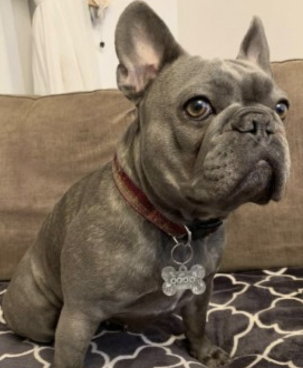 Thank Dogness - #Frenchie Beau has been #FOUND and is #SAFE “We’ve got her. She’s had a night from hell, cut head and lip an sore leg but she’s home safe. Thank you all so much. She was handed in in the vets in #Bootle.” #REUNITED #NorrisGreen #Liverpool #L11