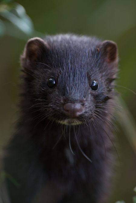 кавказская европейская норка (mustela lutreola turovi). норка американская (neovison vison). европейская норка (mustela lutreola). тасманский дьявол животное. сумчатый дьявол.