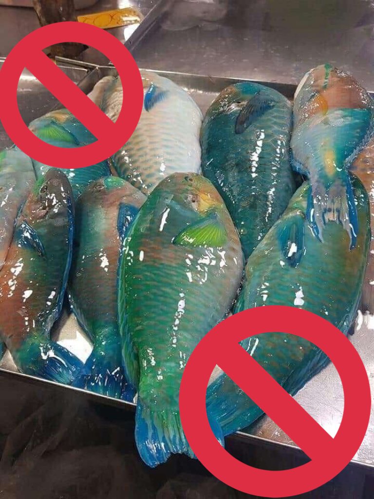 ZOO_FESS's tweet photo. Ikan Kakatua itu PENTING!
Ikan kakatua adalah ikan yang sangat penting bagi ekosistem laut. Mereka memakan alga &amp; terumbu karang yg sudah mati. Ikan ini menghabiskan 90%  waktu mrka untuk mkn. Alga yg mereka ambil adalah alga yg menutupi terumbu karang, terumbu karang yg (cont) https://t.co/JemYL9pHEC