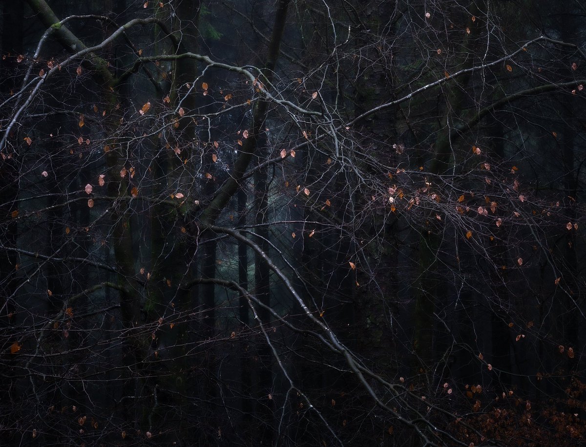 A few more from Haldon Forest 🌳