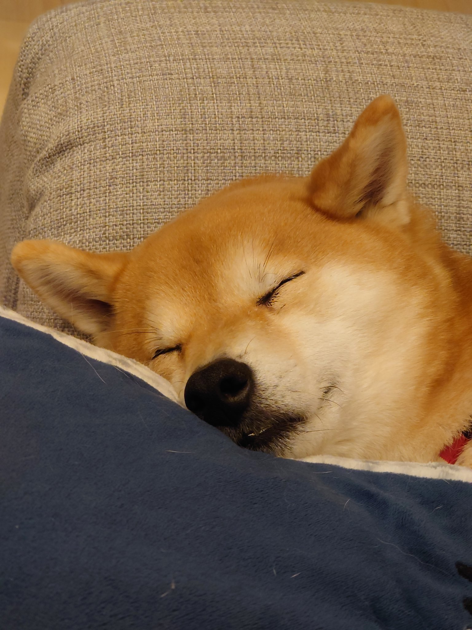 تويتر Yoko على تويتر 絶対 笑ってる 笑 Shiba Shibainu 柴犬 日本犬 赤柴 Shibalove Dog Doglove Japanesedog Shibamania Japanesedogmania 柴犬ゆず 豆柴じゃないよ 笑いながら寝る 幸せな寝顔 T Co 6klosel4oz
