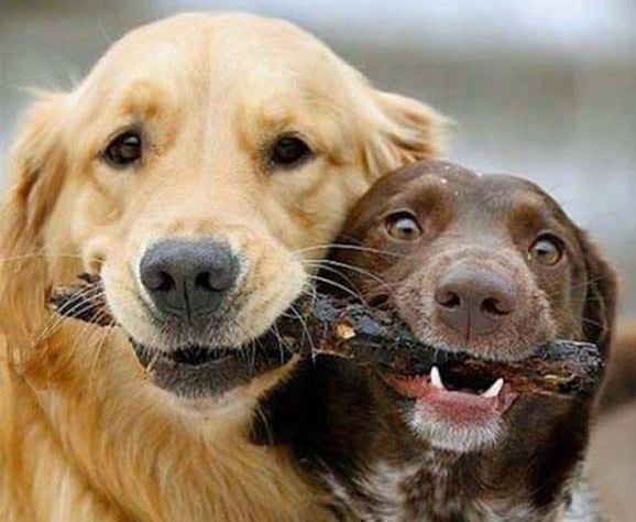 How to deal with immature, stubborn, or spiritually unconscious beings?
Check out #ReintegrationBlog at bit.ly/3aTav2s
#SpiritualGrowth #Children #Pets #ImmatureBeings #InnerTruth #CuteBeings #FullResponsibility #PersonalTransformation #HolographicPrinciple #SelfHelp