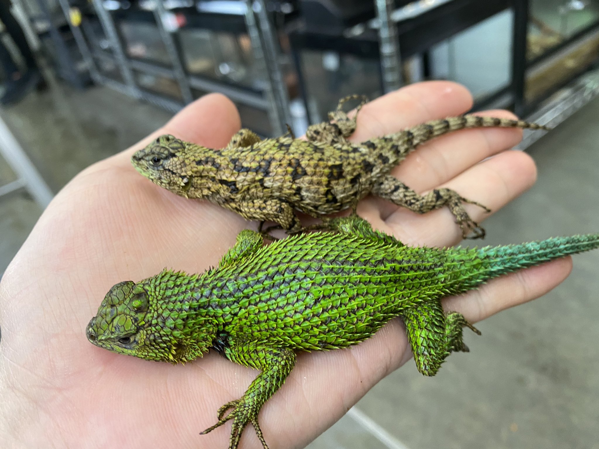 Twitter 上的 ペポニ みなと店 マラカイトハリトカゲ入荷 動く宝石 昼行性で活発的に動く姿が見られます わずかですがペアとれます マラカイトハリトカゲ みなとペポニ T Co Fhloujzpaz Twitter Twitter 上的 ペポニ みなと店 マラカイトハリトカゲ入荷 動く宝石 昼行性で活発的に動く姿が見られます わずかですがペアとれます マラカイトハリトカゲ みなとペポニ T Co Fhloujzpaz Twitter