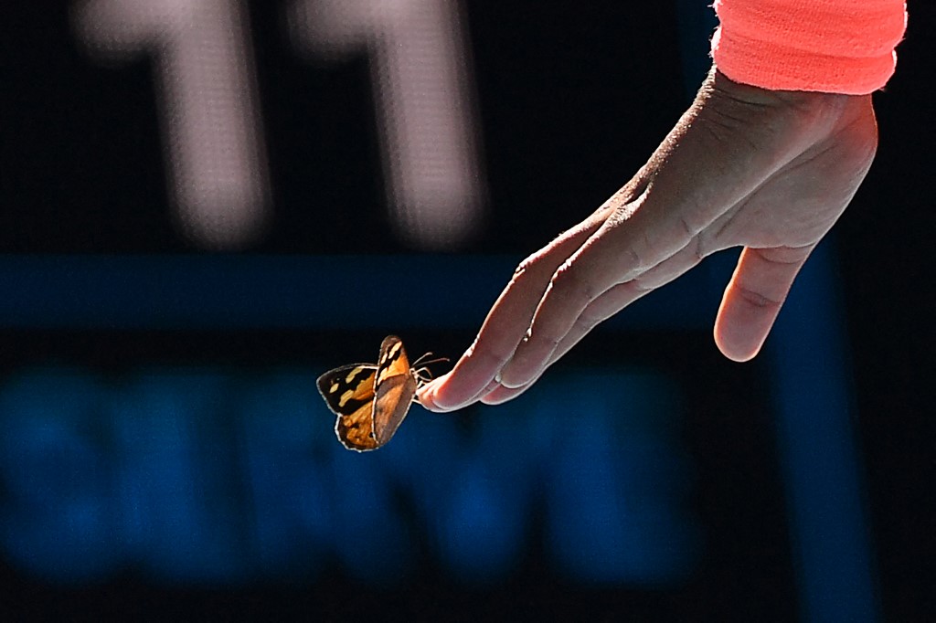 Naphade2000's tweet photo. The purity of this butterfly's love for Naomi Osaka is unfathomable. 
#AustralianOpen2021 https://t.co/lnqD9WjpCs