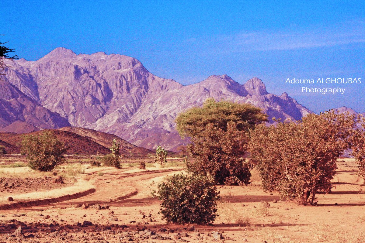 Adouma Alghoubas (@agalghoubas) on Twitter photo 