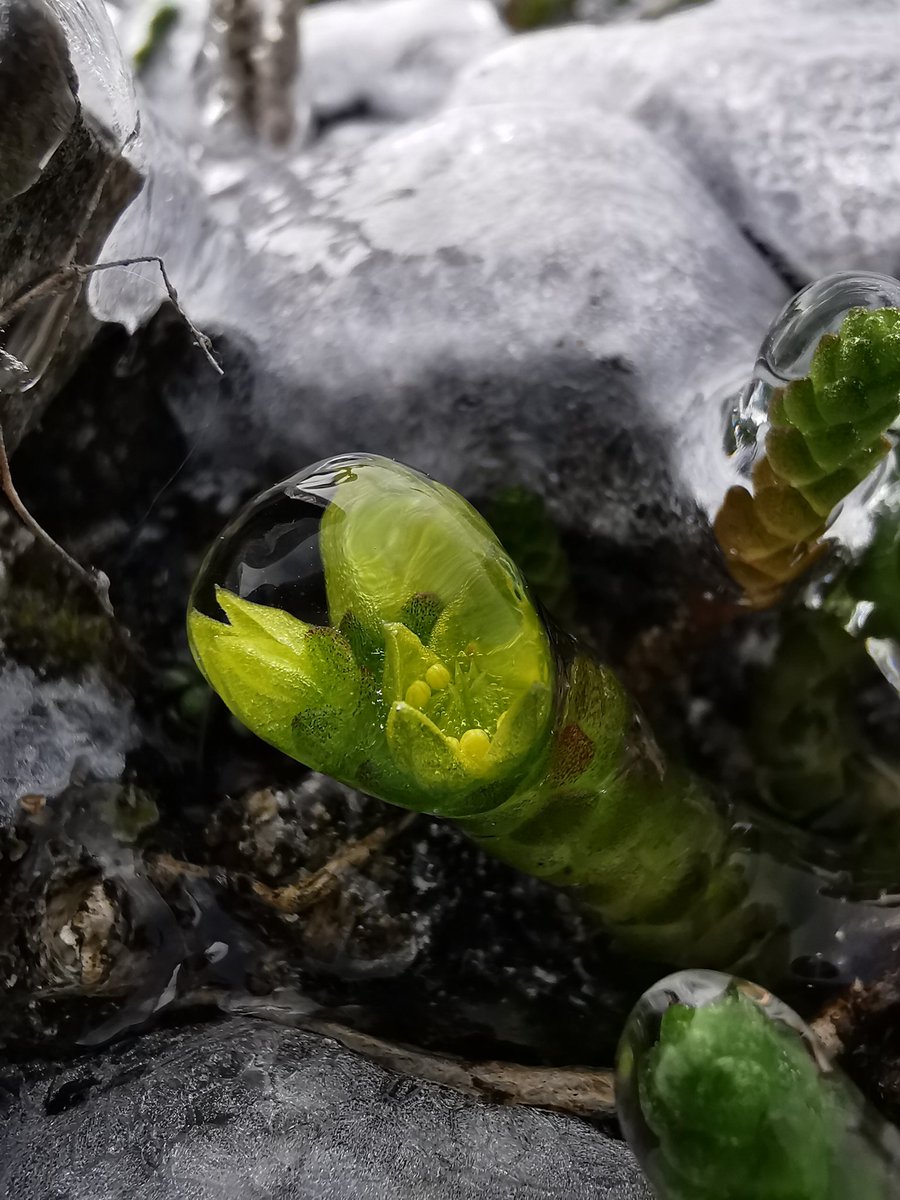 LaBotaniste's tweet photo. Natural magnifying glasses accentuate the beauty that surrounds us every day. The detail is mesmerising! 
#wildflowers https://t.co/4xtpOhfFn2