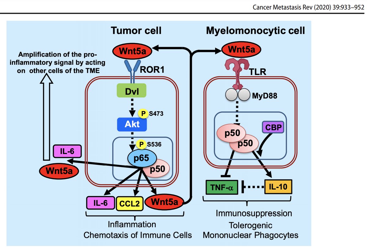 Important for future Cirmtuzumab IO combos: Wnt5a mediated ROR1 signaling promotes immunosuppressive tumor microenvironment