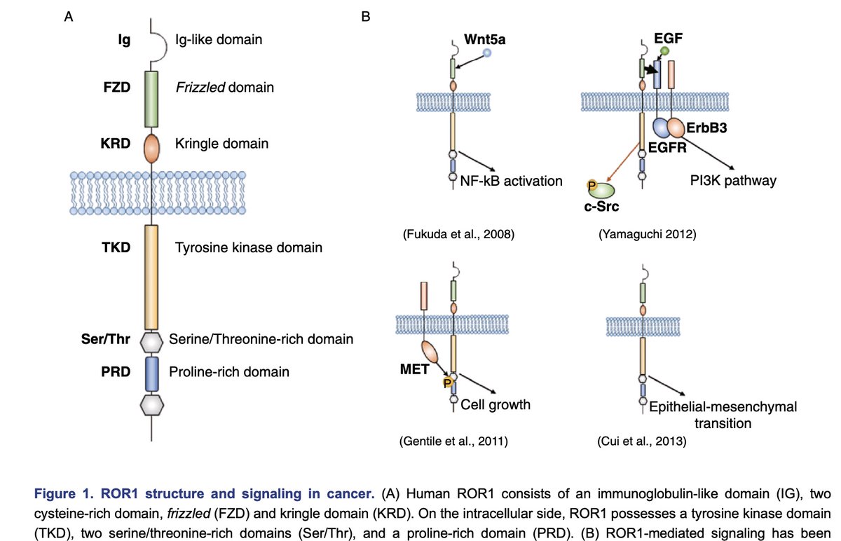 ROR1 structure: receptor for Wnt5a, induction propagates EGFR signaling, inhibits apoptosis and induces expression of known EMT genes (SNAI1/2, ZEB…) leading to metastasis