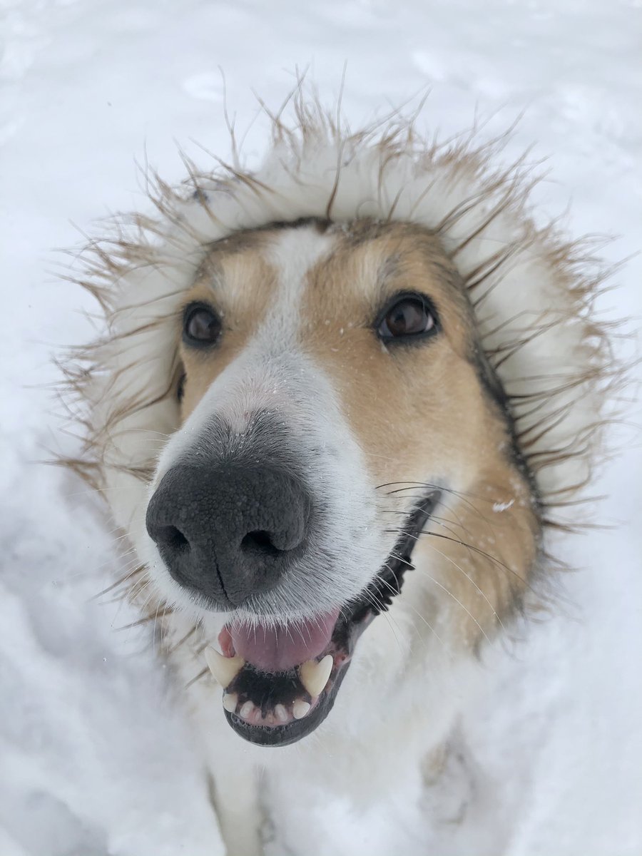 WilmaBenton19's tweet photo. We are having SNOW much fun!!!! 
#SnowDay #dogsoftwitter #bordercollie #collie #SaturdayMorning https://t.co/b0r3ZDWw6n