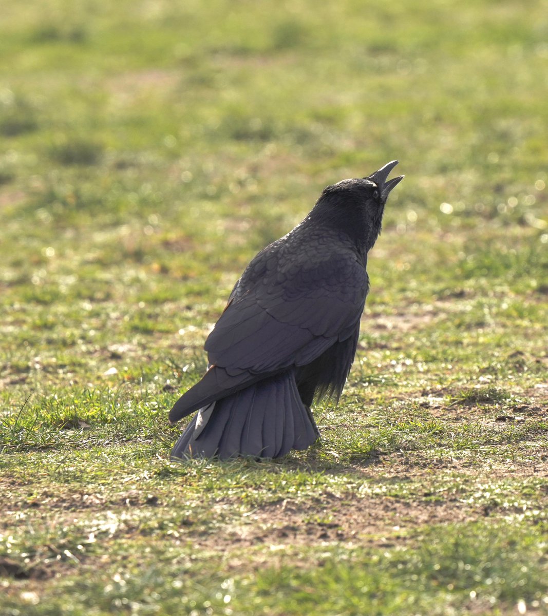 a crow's todo list: 1. walk around 2. scream