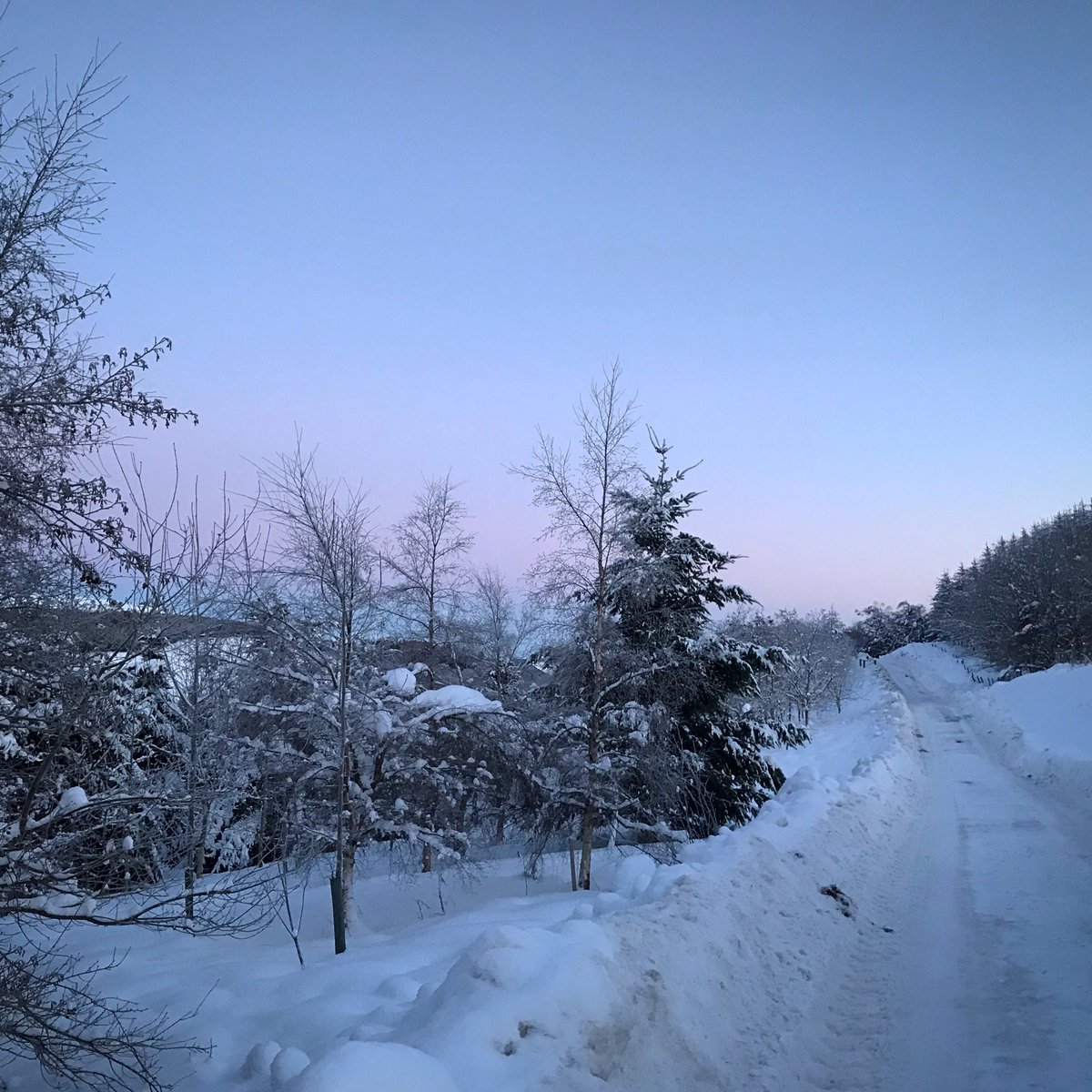 OUR AMAZING COWS...Thread...As many of you following our story here will know we have had some wild weather this winter - snow on the ground since Christmas Eve and over 2ft 6 for the last ten days or so.
