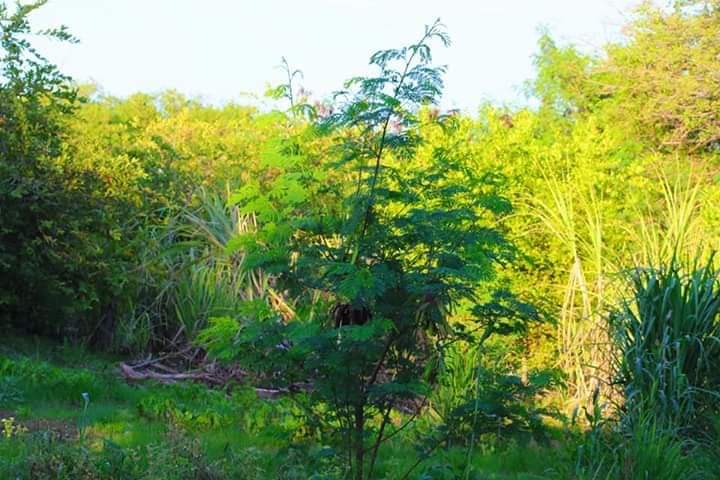 14. Bakool region.Bakool region is bordered by the Somali regions of Hiiraan, Bay and Gedo. it's capital city is Huddur ( Xuddur ). This region has beautiful landscapes And attractive gardens. Huddur is the most popular city in the region.