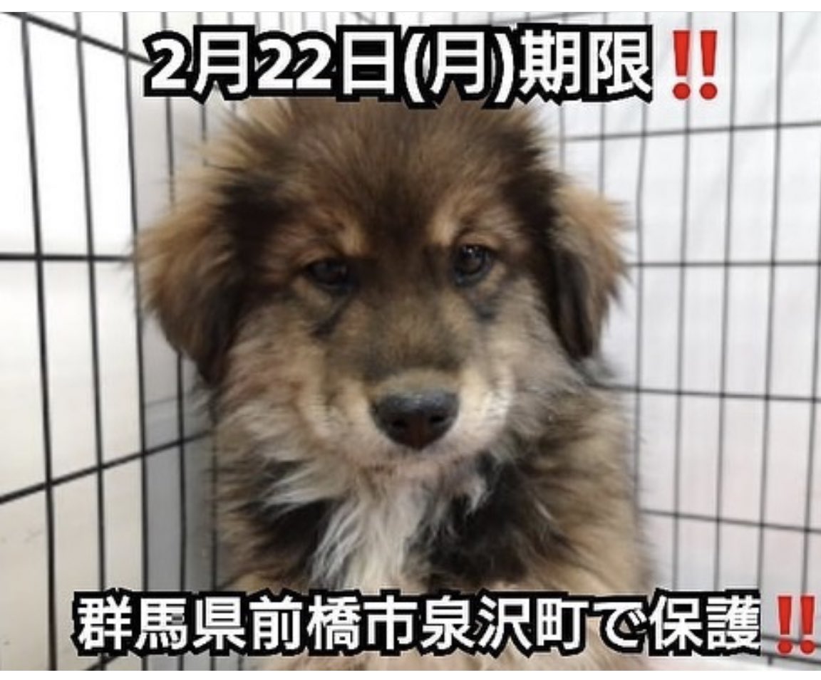 Lala坊 犬のいない人生なんて考えられない Laladog0501 Twitter