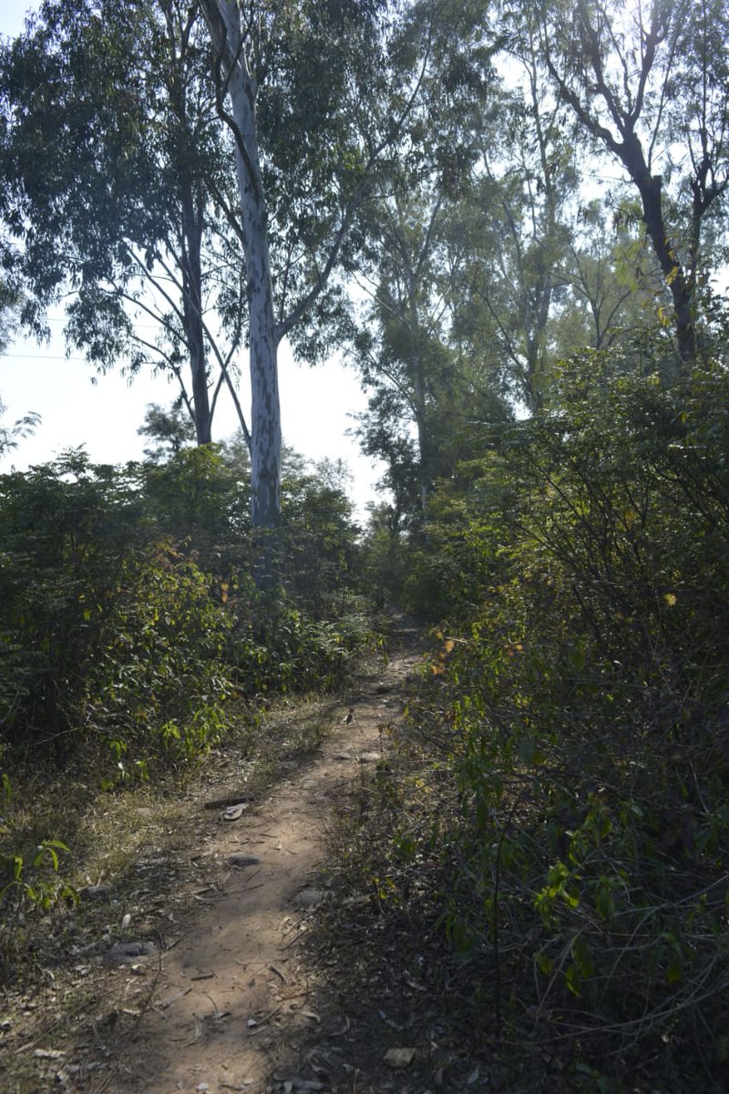 aanchii_sharma's tweet photo. We don’t want Jammu to turn into a Gas Chamber. Stand up for Jammu. Stand up for Raika. Stop the construction of the high court in Raika Forest.  #SaveRaika #FriendsofForests @jk_forests @moefcc https://t.co/CSdCMwpjLp