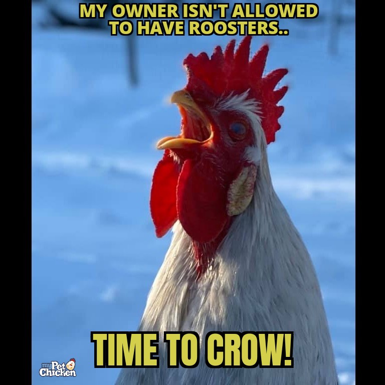 mypetchicken's tweet photo. Rooster problems...who can relate?
#timetocrow #mypetchickenofficial #roosters #cockadoodledoo #backyardchickens #roosterproblems #crow #mypetchicken https://t.co/U3fxxTE5gN