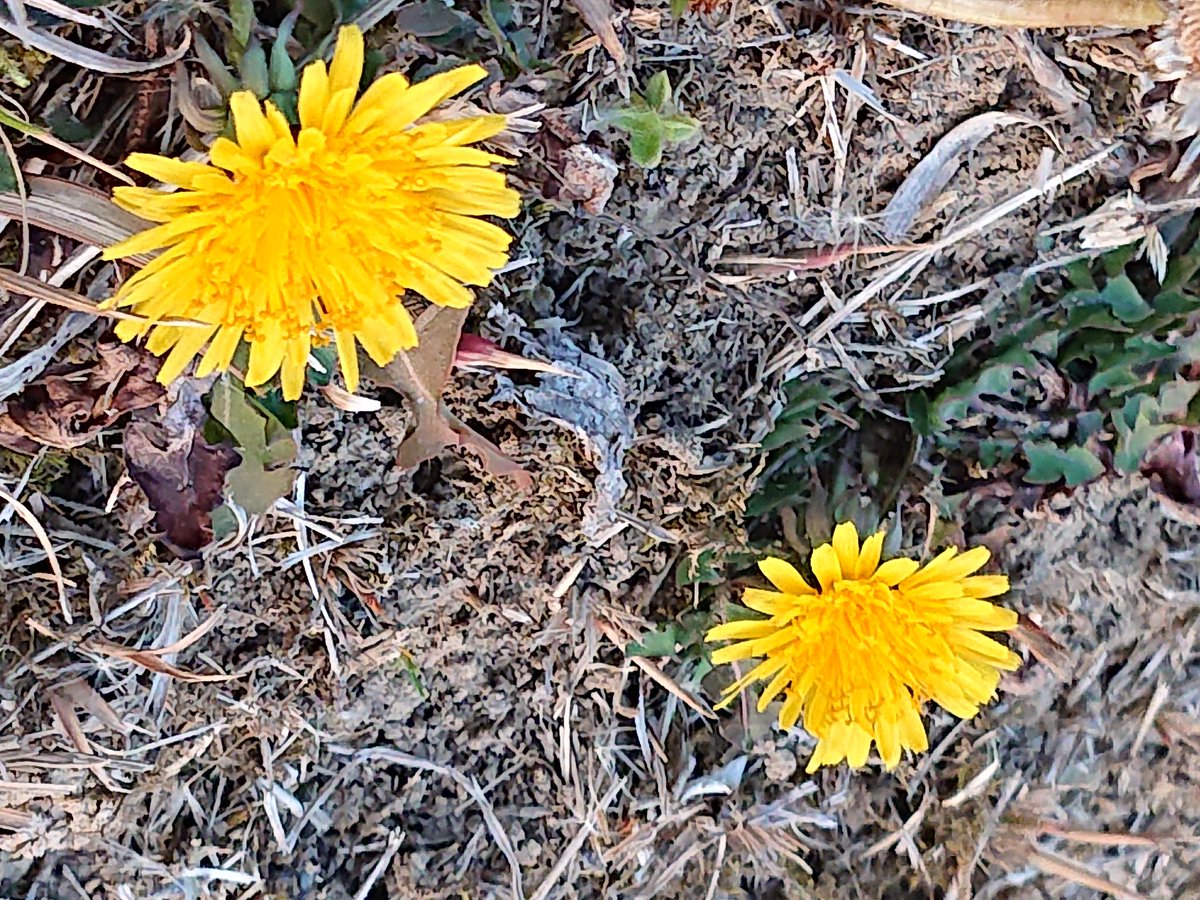 たんぽぽの花