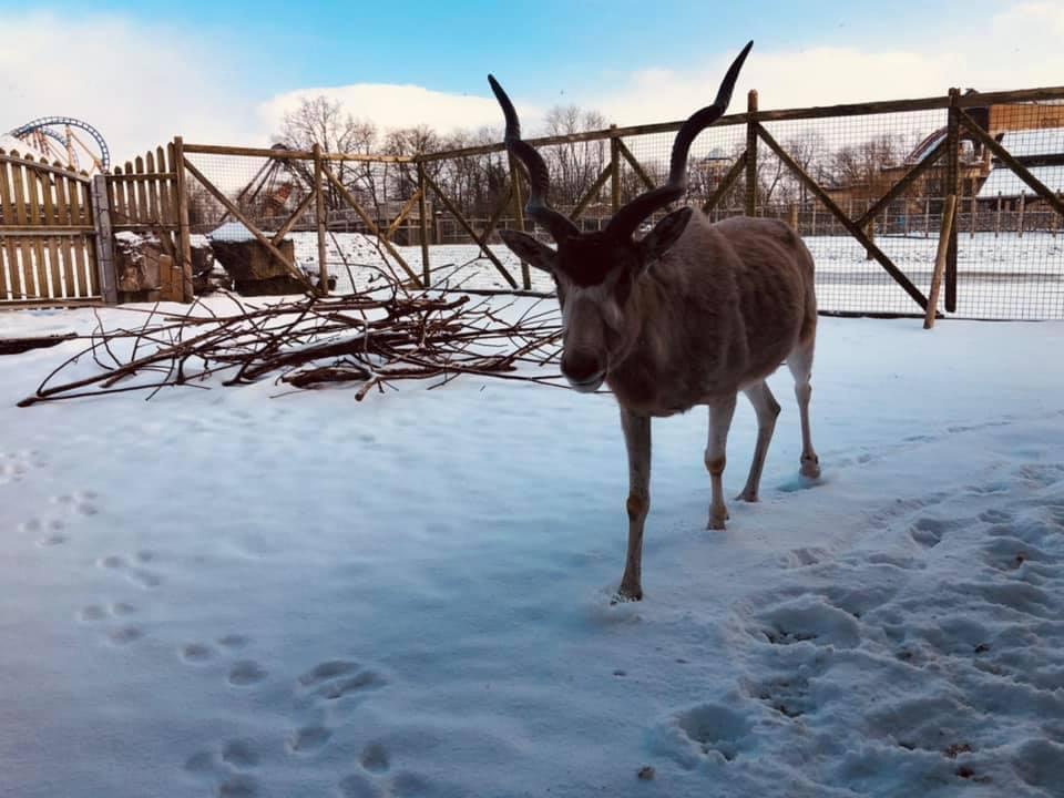 flamingolanduk's tweet photo. What a snowtastic week we have had at Flamingo Land! โ๏ธ check out some of the animals having some fun in the snow!
#snowday #snowtime #flamingoland #animalsinsnow #zoolife https://t.co/FikZAoMxqd