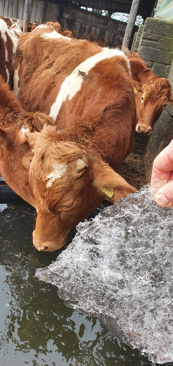 StCatherineFarm's tweet photo. Trough of water and a side of ice?

#ice #watertrough #farming #farm247 #farm365 #grasstomilk #Guernsey #heifers #MILK #youngstock #winter https://t.co/ldRQDJTeJb