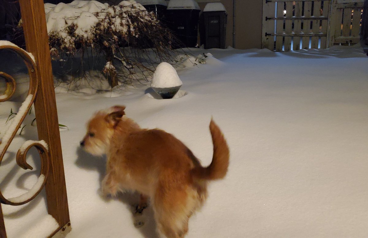 smgdajdad's tweet photo. 5-1/2 inches &amp; still falling in Smokey Point. Buttercup was not impressed... #KING5Weather https://t.co/lSZOSr8VtW