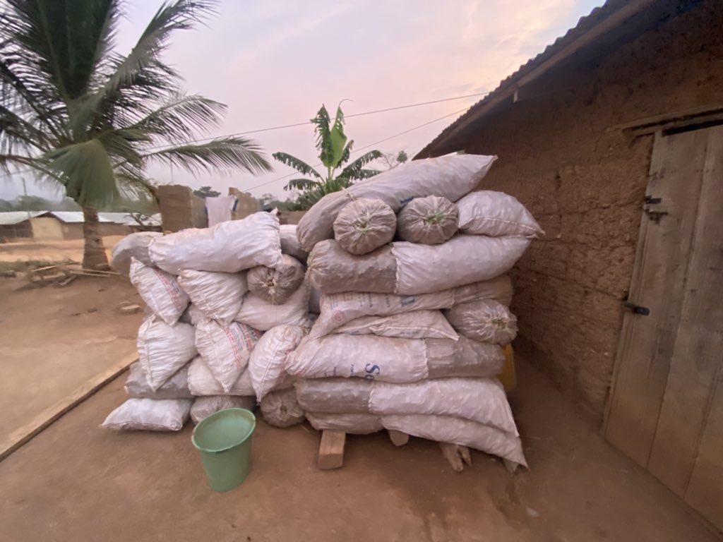 johndumelo's tweet image. Fresh ginger from my farms. Each pack( approx 6kg) is 50gh and the sack goes for 300gh. Pls dm for purchase. 🙏🏿