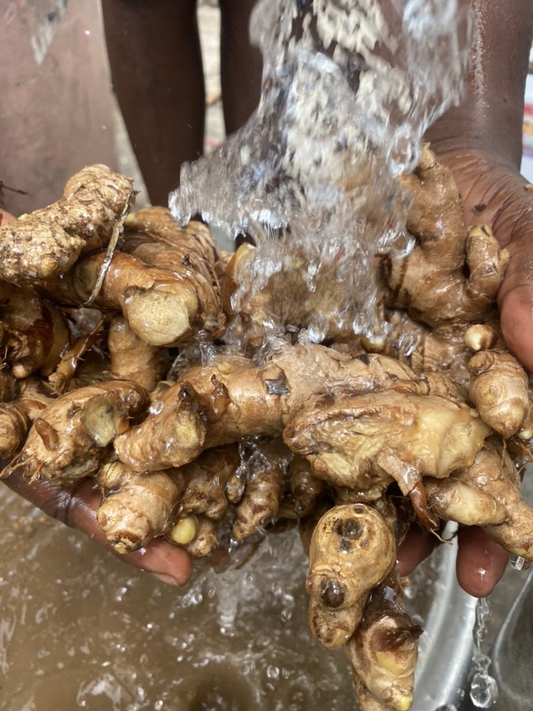 johndumelo's tweet image. Fresh ginger from my farms. Each pack( approx 6kg) is 50gh and the sack goes for 300gh. Pls dm for purchase. 🙏🏿
