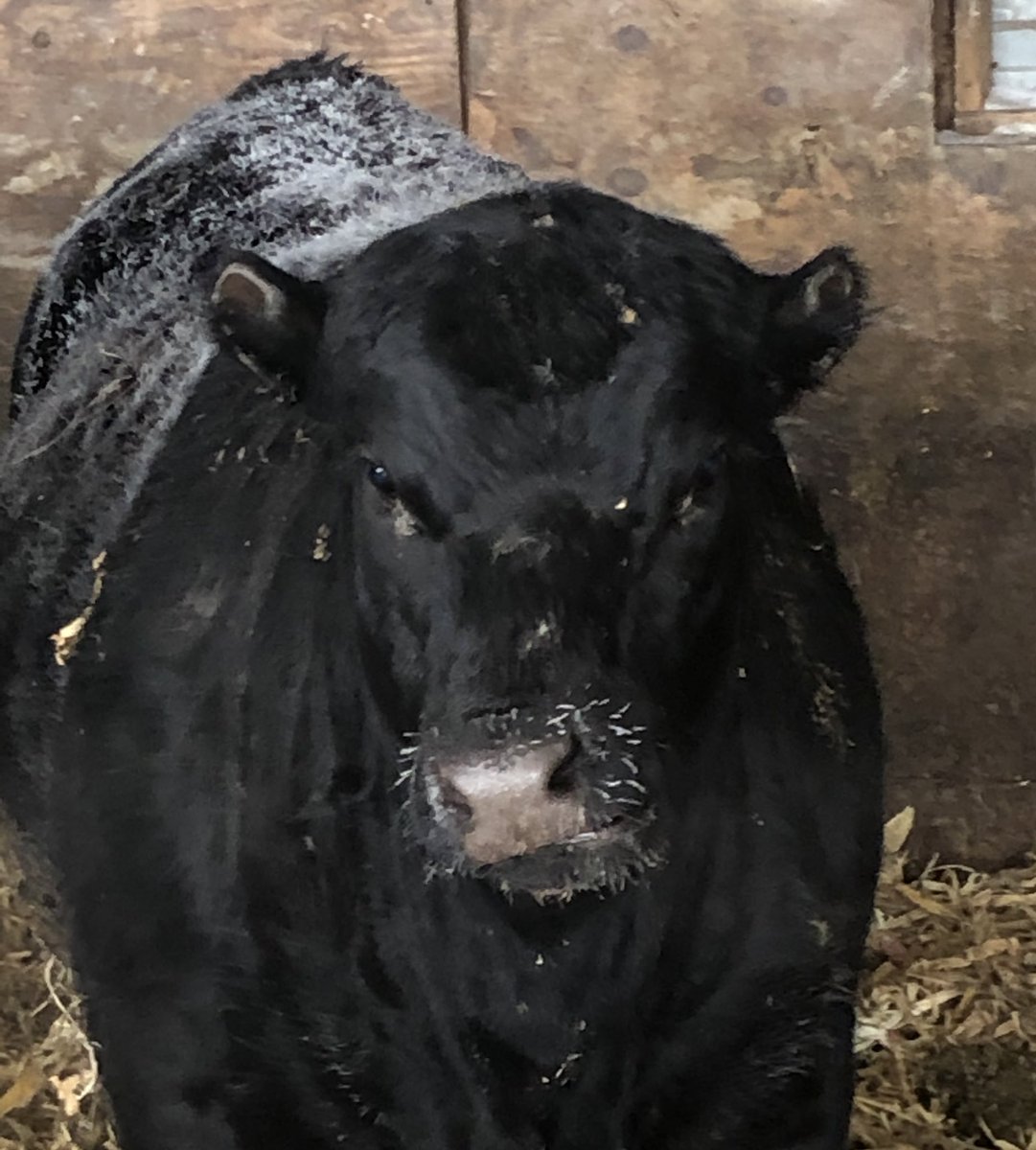 RyanPeteSec12's tweet photo. Not her first rodeo with the cold
#IfYouKnowYouKnow https://t.co/I50cD9RPNF