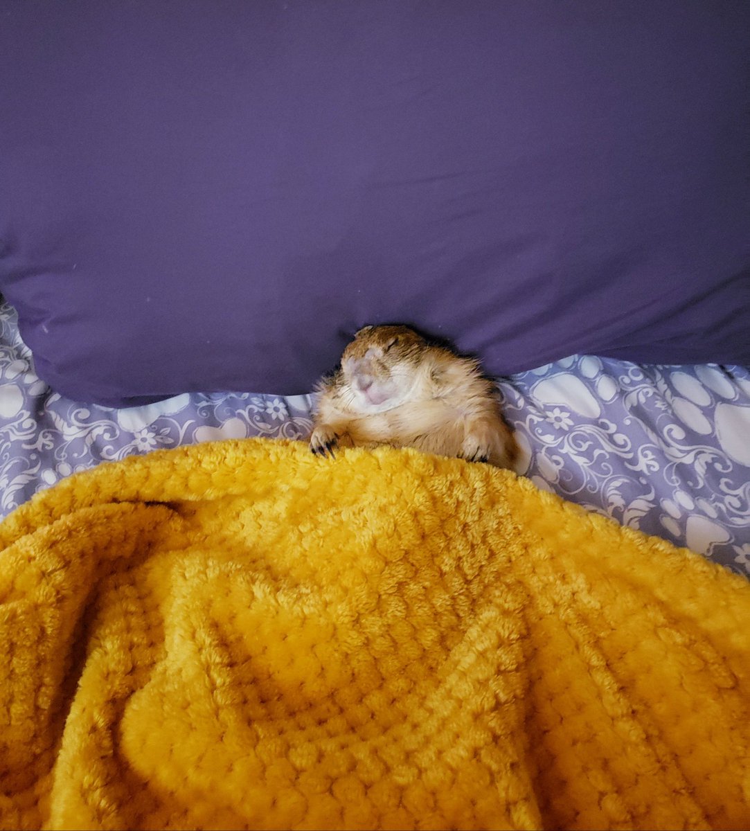 RatManParty's tweet photo. Sleepy head won't get out of bed. #prairiedog https://t.co/kNdFOcO9ON