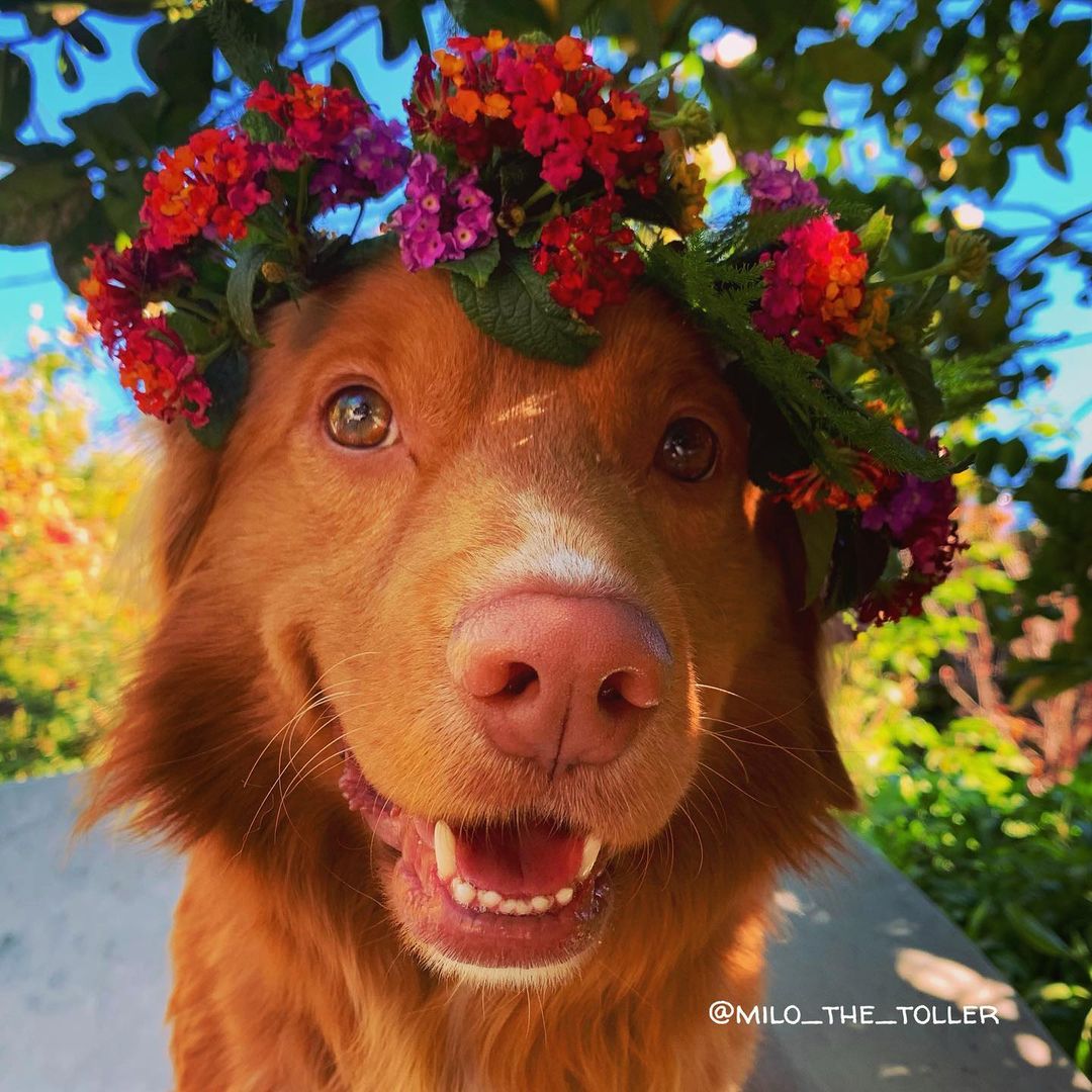 KidditToys's tweet photo. How pretty am I!🌸🦋🦊
https://t.co/ud4OcnsL6e https://t.co/8Y2a9iY8nA