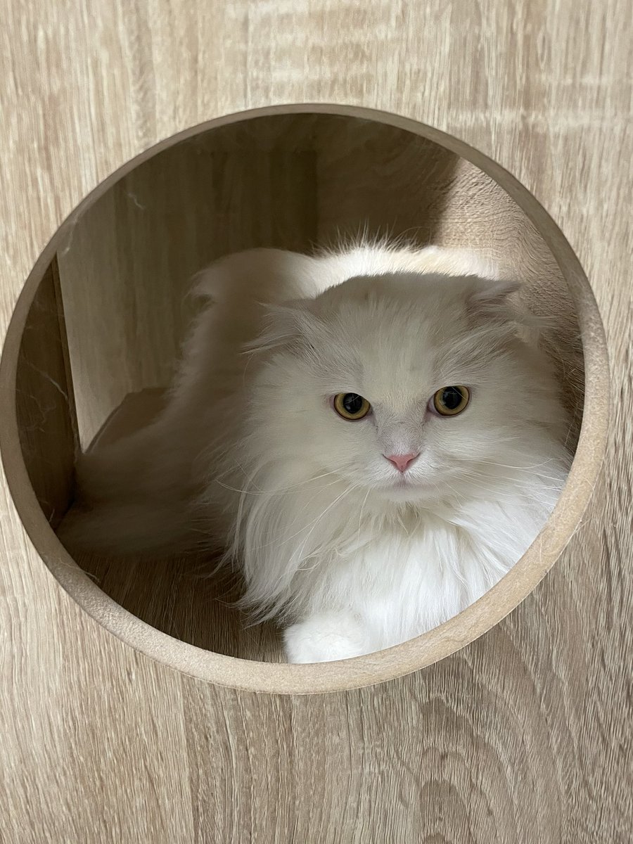 hal_meowcat's tweet photo. 地震で危険を感じたみたいで、しばらくここで怯えてたハルさん
避難ポイント素晴らしいよ！🤨👏
揺れ止まってから抱っこしました
 #スコティッシュフォールド https://t.co/2SZf1636IA
