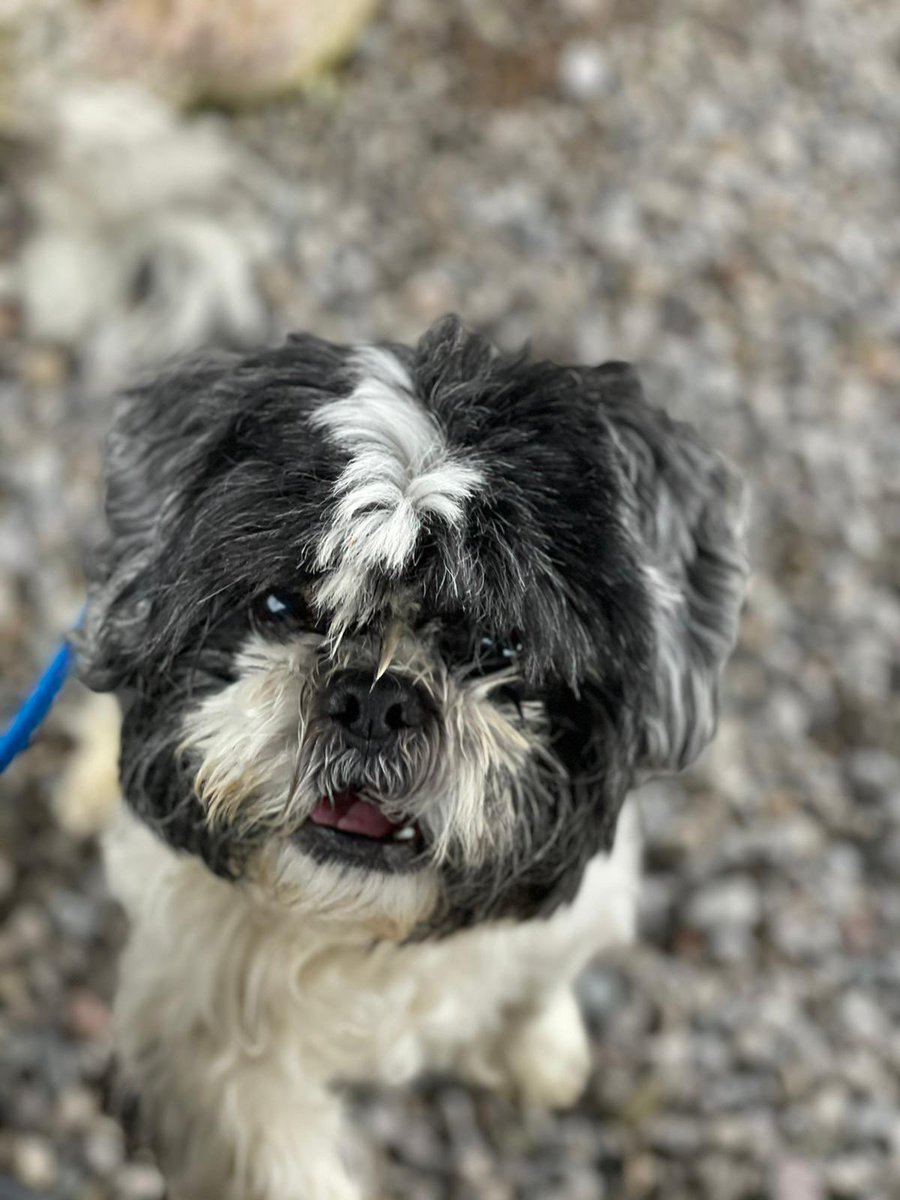 Cardiff Dogs Home, The Rescue Hotel tweet media