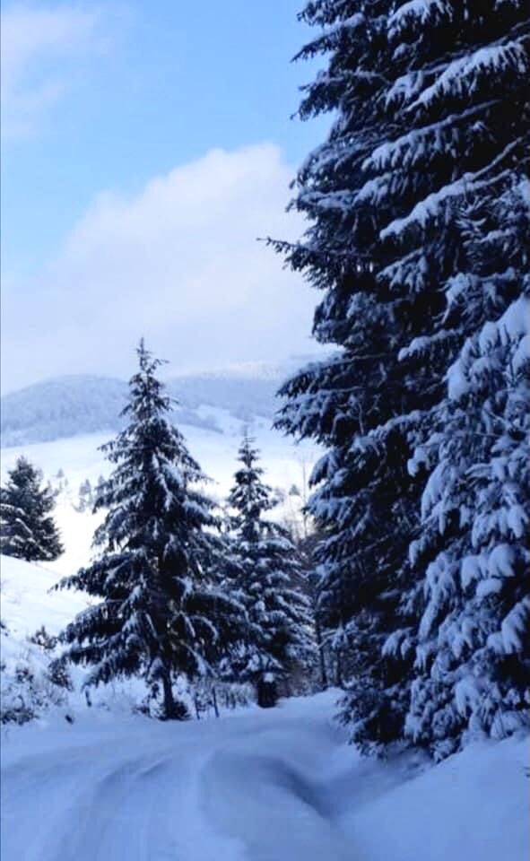 Maria Luciana Axente tweet media