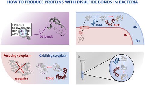 EvolvedBiofilm's tweet photo. Harnessing the potential of bacterial oxidative folding to aid protein production

@MolMicroEditors MicroReview from @bondSSbond 

https://t.co/NhtzGc0UGm https://t.co/HFMiXAX5ZK