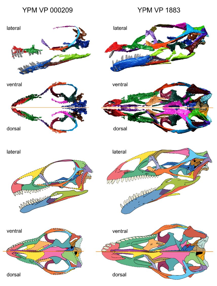 We CT scanned the skulls of the juvenile and adult individuals referred to the early sauropodomorph Anchisaurus. While the adult shows traits in common to sauropods, the juvenile resembles early saurischians, suggesting that development had a role in shaping the head of sauropods