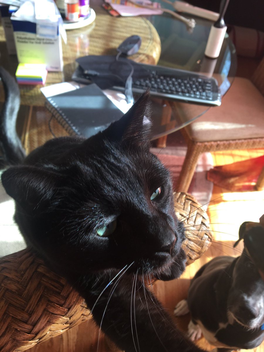 this is another cat i have 2 cats