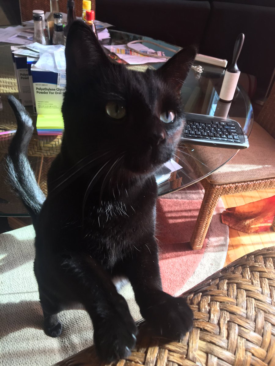 this is another cat i have 2 cats