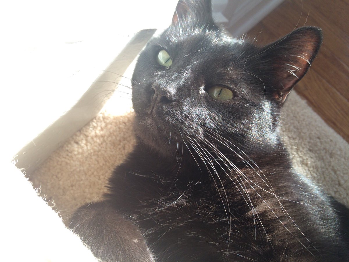 this is another cat i have 2 cats